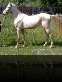 Gouher (Keik x Gagara) 1996 Peren_mare_russia_